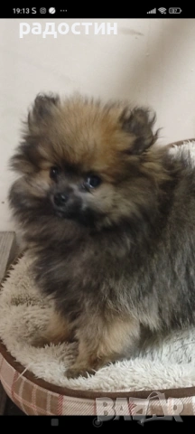 Померанчета мини, снимка 6 - Померан - 52708905
