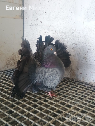 Фенерлии, снимка 4 - Гълъби - 53540276