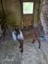 Продавам англонубийски пръч , снимка 1