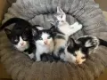Подарявам малки котенца на 1 месец, снимка 4