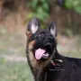 Мъжко кученце с всички документи, снимка 2