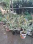 Фикус двуцветен, снимка 2