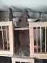 Продавам гълъби датски летачи, снимка 7