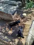 Яг териер 2 броя, снимка 3