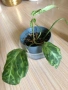 Philodendron Gloriosum Snow Leopard , снимка 1