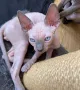 Котенца момичета и момчета канадски сфинкс, снимка 18