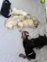 Лабрадор ретривър, снимка 1