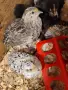 Продавам пъдпъдъци на 20дни, снимка 2