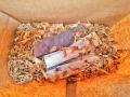 500 гр. Дървен чипс смокиня опушване барбекю скара дюнер грил, снимка 14