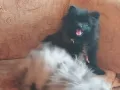 Мини померан женски, снимка 14