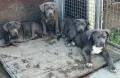 Американско Були Ххл American bully XXl , снимка 8