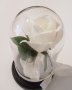 Изкуствена роза под стъклен похлупак, Дървена основа,Бяла, 17x11 см, снимка 4