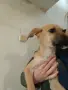 Свободни кученца търсят любящ дом., снимка 1
