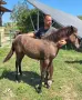 Женско конче на 4 месеца., снимка 2