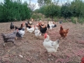 Кокошки, снимка 3