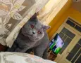 Британска късокосместа котка, снимка 1