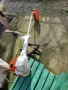 Stihl fs360 мотора коса, снимка 11