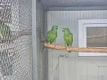 Разнообразие на папагалите амазона, снимка 4