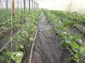 Мулч-Висококачествено найлоново фолио за мулчиране, снимка 2