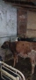 Продавам 5 бр женски телета , снимка 5