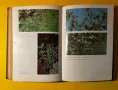 Стара Книга Билките в България и Използването им Иван Исаев, снимка 11