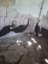 Пауни спалдинги, снимка 2