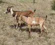 Три чистокръвни англо-нубийски мъжки ярета, снимка 3