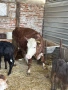 Продавам крави и телета, снимка 2