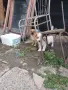 Подарявам малки кученца.. , снимка 1