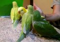 Папагали монах-2025, снимка 5