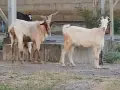 Предлагам две млади кози и един пръч. , снимка 8