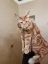 Мейн куун котета, снимка 6