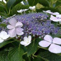 Хортензия Libelle/ Hydrangea macrophylla Libelle, снимка 1 - Разсади - 40738206