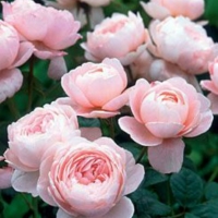 Роза 19, снимка 2 - Градински цветя и растения - 36092056