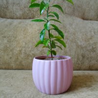 Младо мандариново дръвче в керамична кашпа, снимка 1 - Стайни растения - 39292863