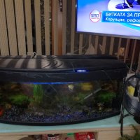 Голям аквариум 200 литра с рибки и оборудване, снимка 1 - Рибки - 39566713