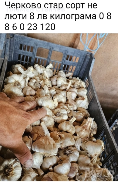 вкусен български чесън, снимка 1