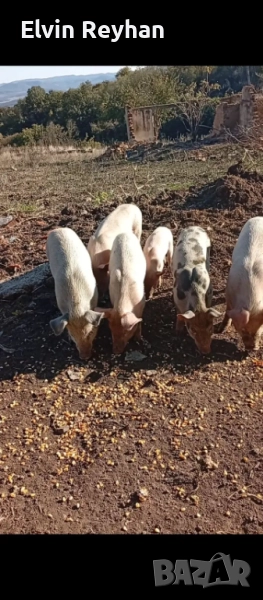 продавам малки прасенца, снимка 1