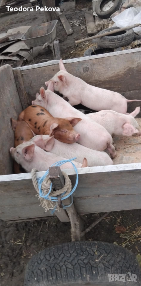 продаваме отбити прасенца , снимка 1