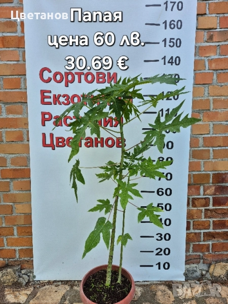 Папая, снимка 1