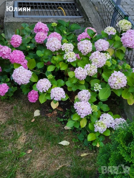 Хортензия розова и бяла , снимка 1