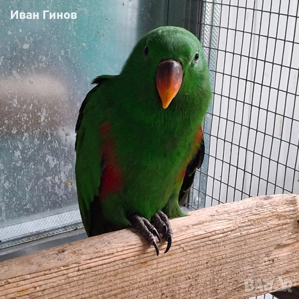 Папагали Еклектос , снимка 1