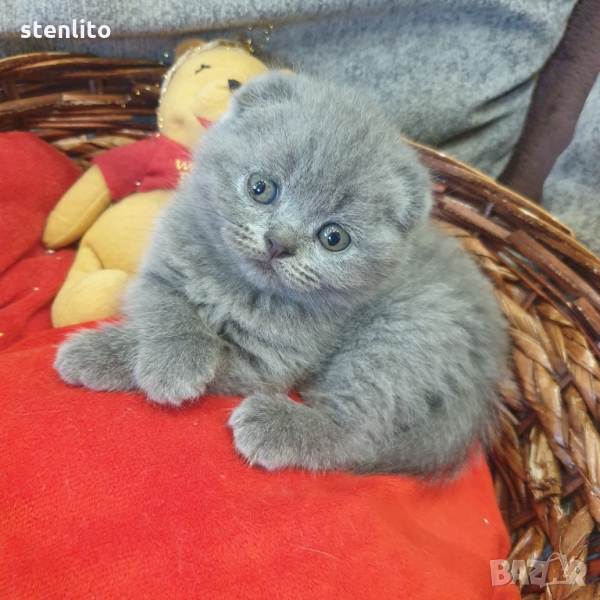 Шотландски котенца на 2 месеца, снимка 1