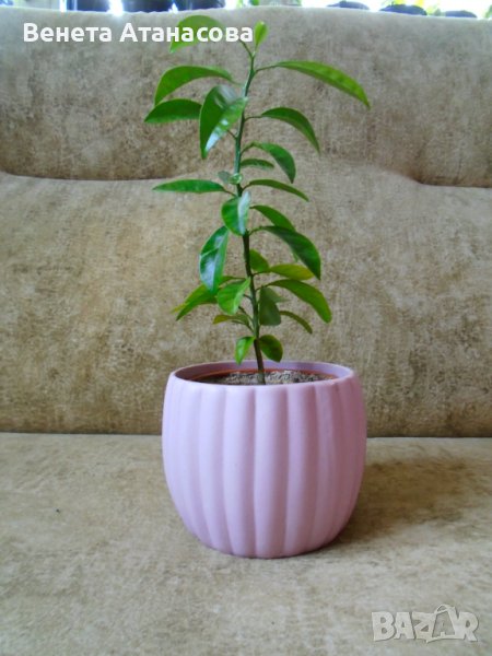 Младо мандариново дръвче в керамична кашпа, снимка 1