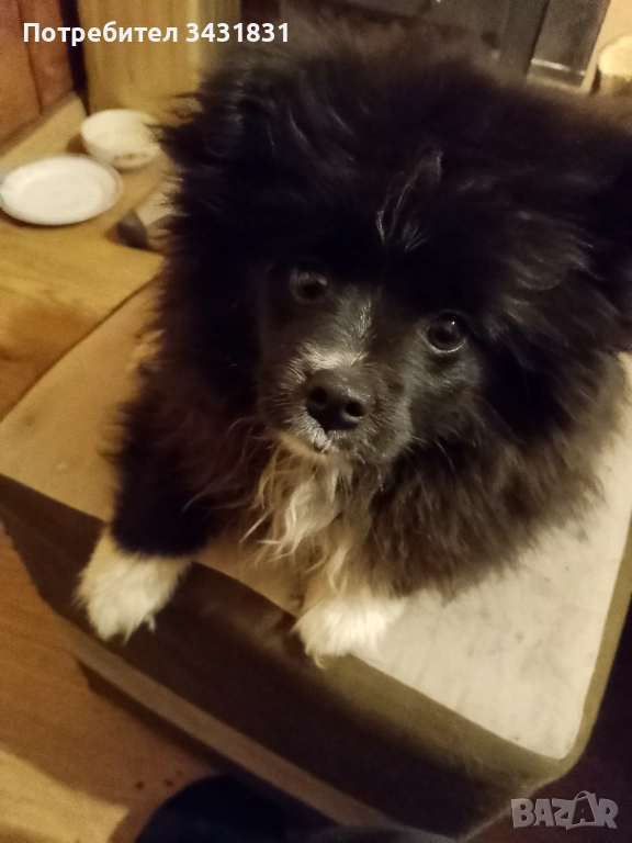 Померан на три месеца.Със всички ваксини, момиче!Много гальовно. , снимка 1