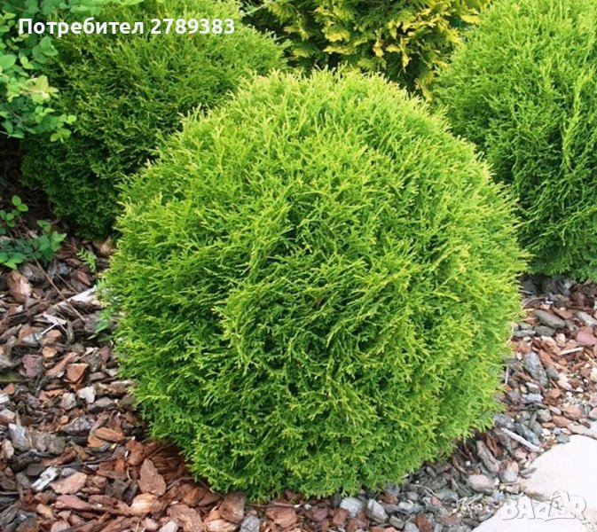 Туя тини тим , снимка 1