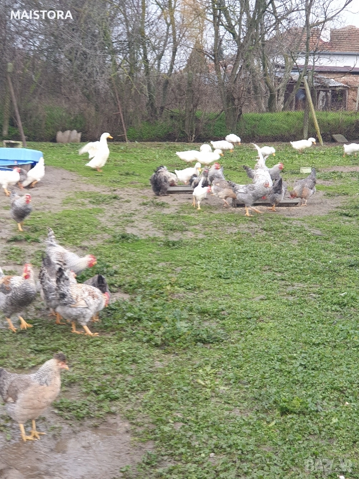 петли , снимка 1