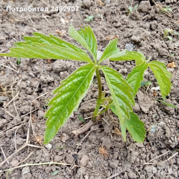 Декоративна (дива) лоза - корен, снимка 1