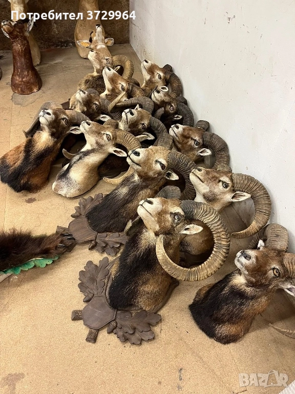 Трофеи от муфлони, снимка 1