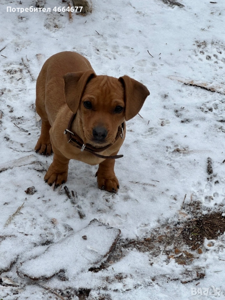 Продавам дакелче, снимка 1